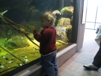 Linus gazes at fish