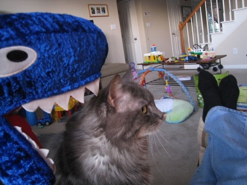 Eaten by a Shark