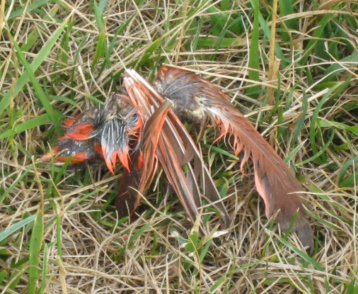 Dead Cardinal