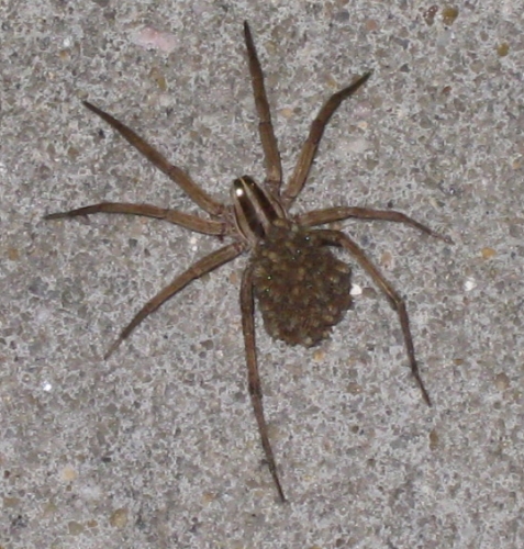 Glistening eyes of spider babies