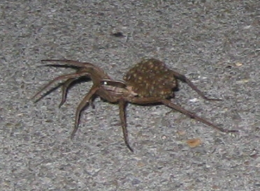 Babies carried on the back