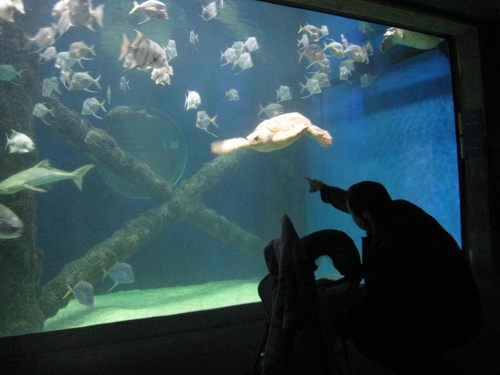 Father and son watch the sea turtles