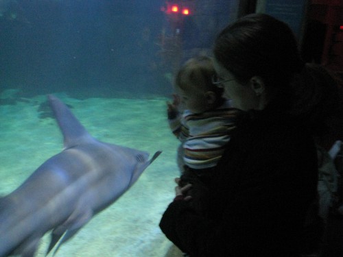 Watching sharks with Mommy