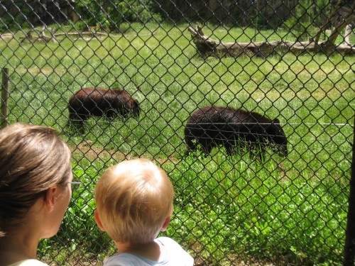 Watching brown bears