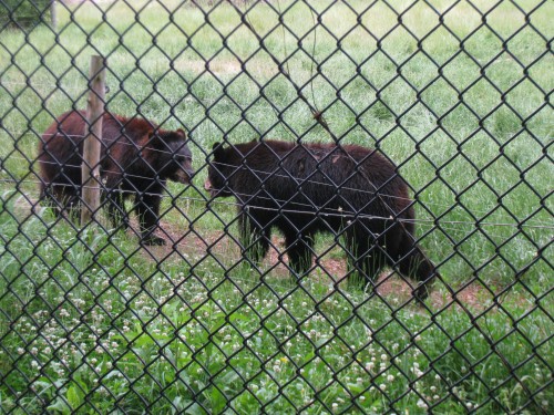 Brown Bears