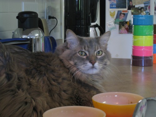 Cayce ignores rules about sitting on the counters