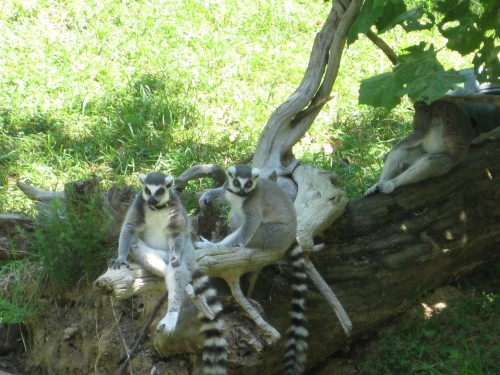 Lemurs at DMLS