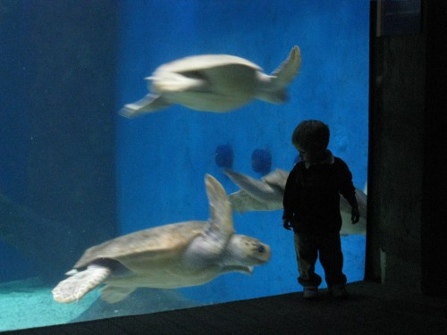 Turtle Tank