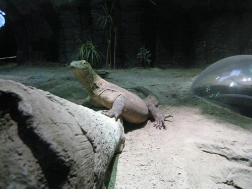 Komodo Dragon