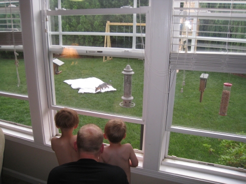 Hudson and Henry watching a fox in the backyard