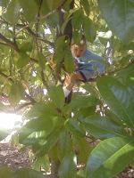 Climbing a tree